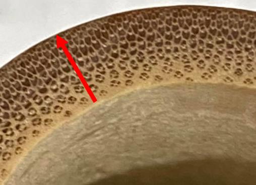 We Sent Our Bamboo to a University Lab — Here's What the Numbers Said