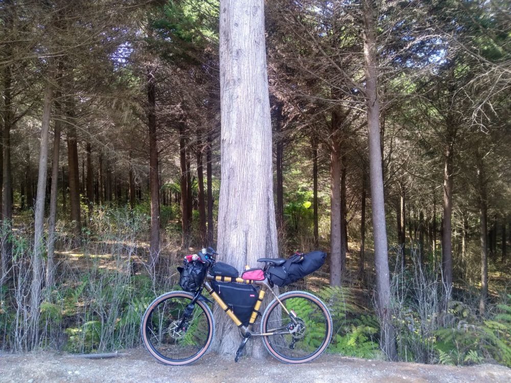 Bamboo touring bike with bikepacking bags leaning against a tall tree trunk in a pine forest with ferns