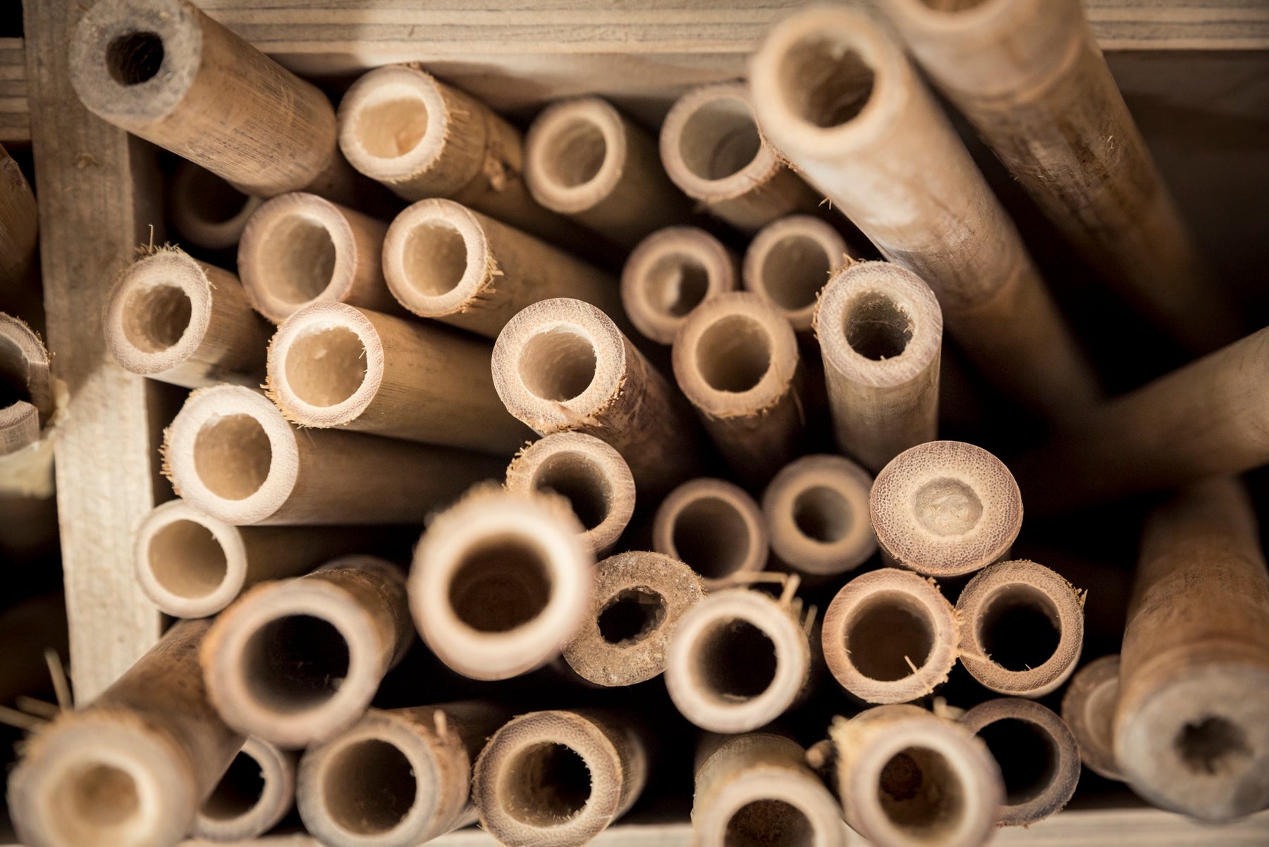 Cut bamboo culms stacked in a crate, showing the wall thickness and diameter that vary between species