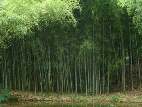 Dense grove of tall green bamboo culms growing beside still water