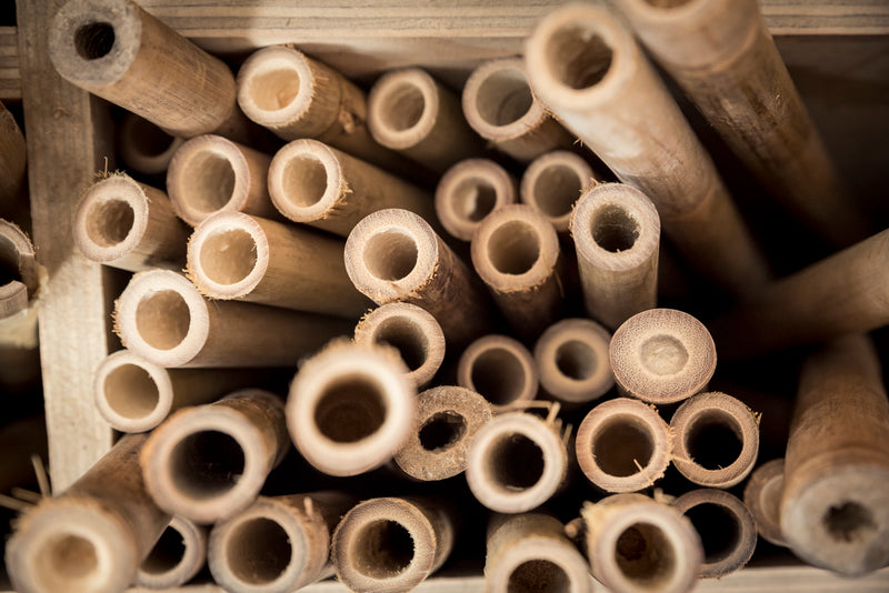 Cut bamboo culms stacked in a crate, showing the wall thickness and diameter that vary between species