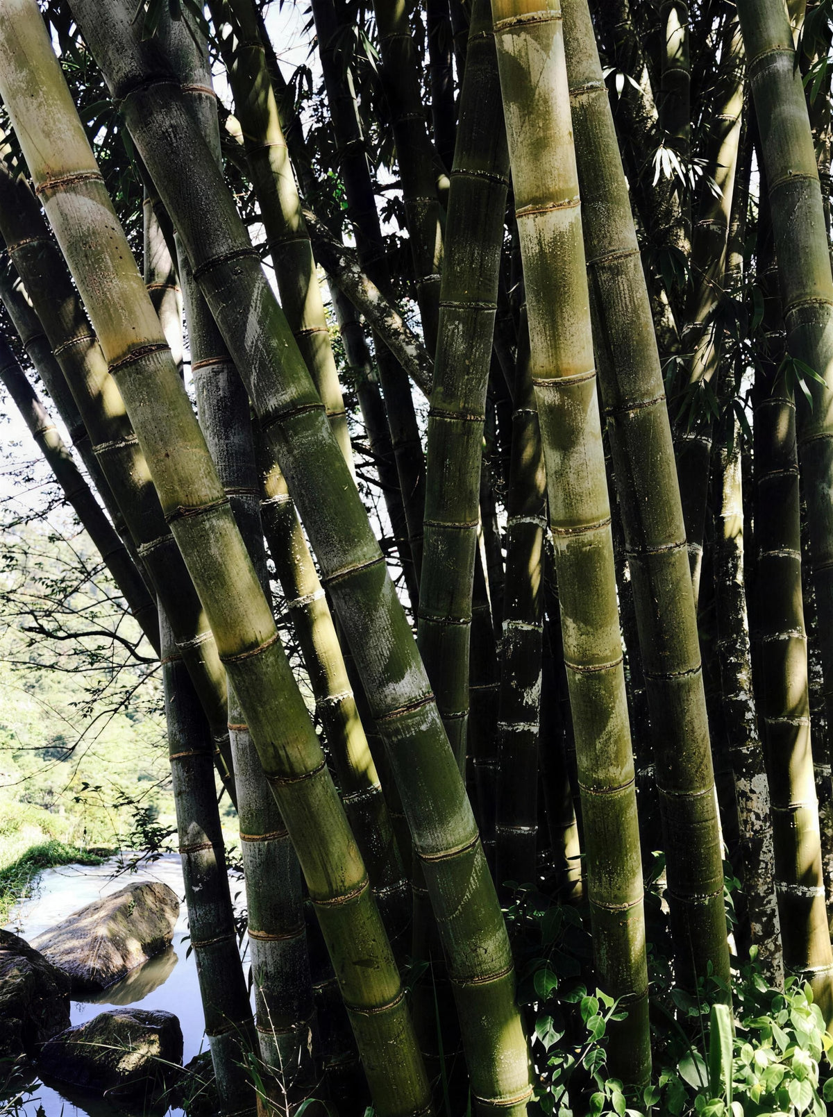 A grove of tall green bamboo